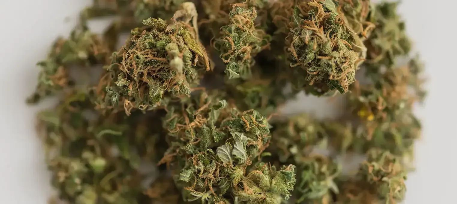 Discover Reliable Cannabis Options Using Wiet Bestellen Today