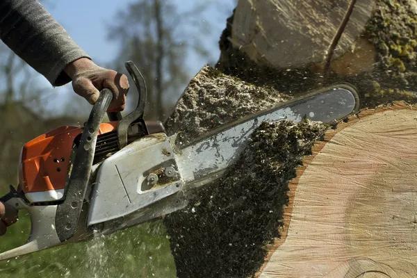 Tree Removal Service Mobile with Complete Cleanup Services