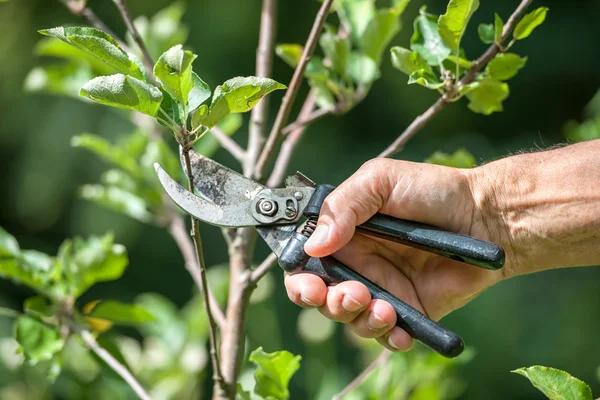 Tree Wise Men Trusted Tree Care Experts for Healthy & Beautiful Landscapes